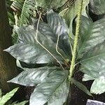 Chamaedorea metallica