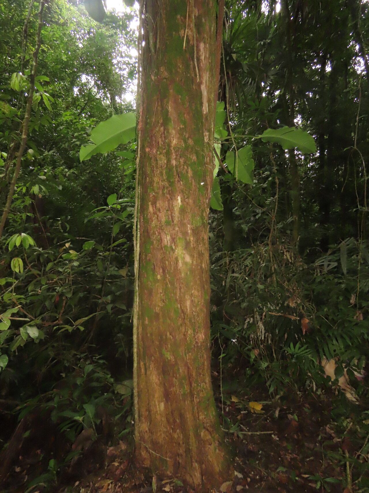 Eugenia siggersii habit