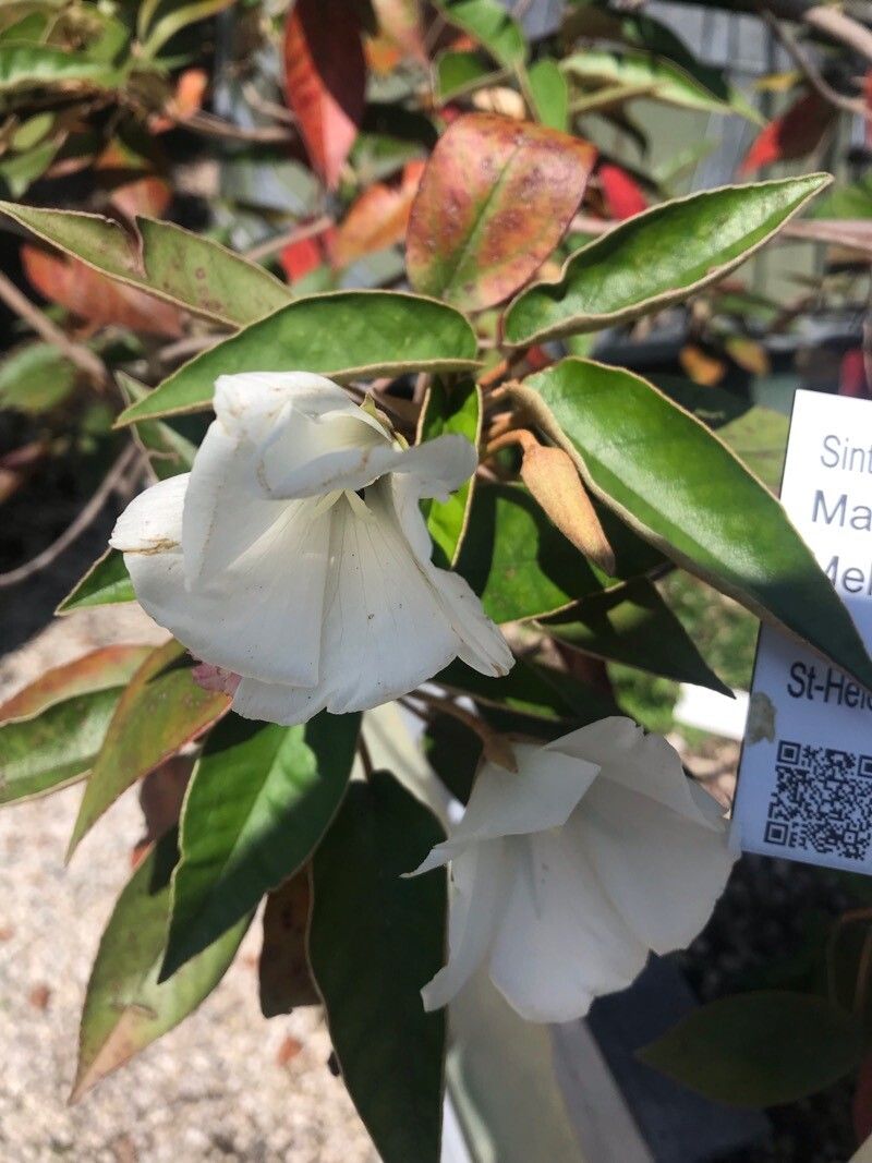 Melhania ebenus leaf