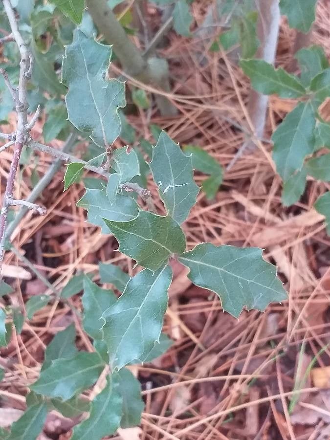 Quercus hintoniorum — houseplant care guide