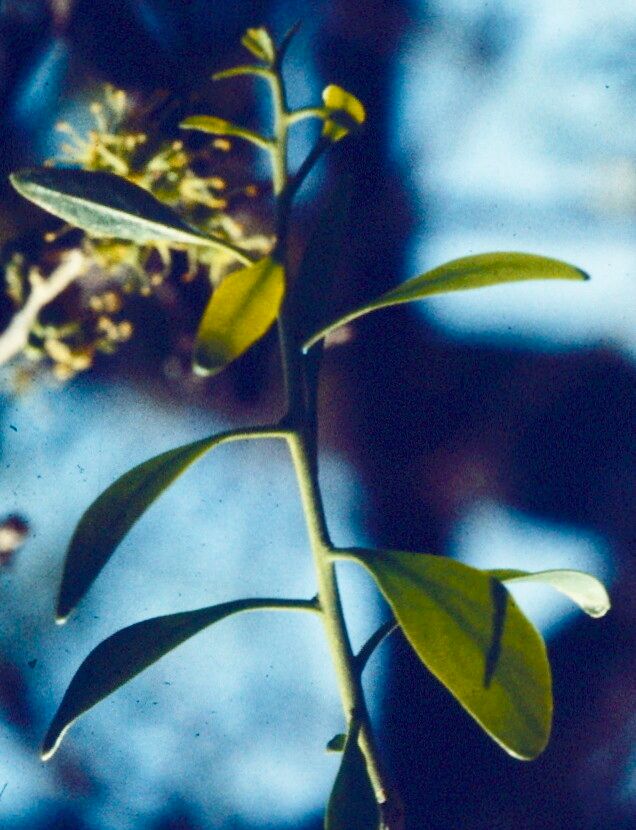 Forestiera phillyreoides — houseplant care guide