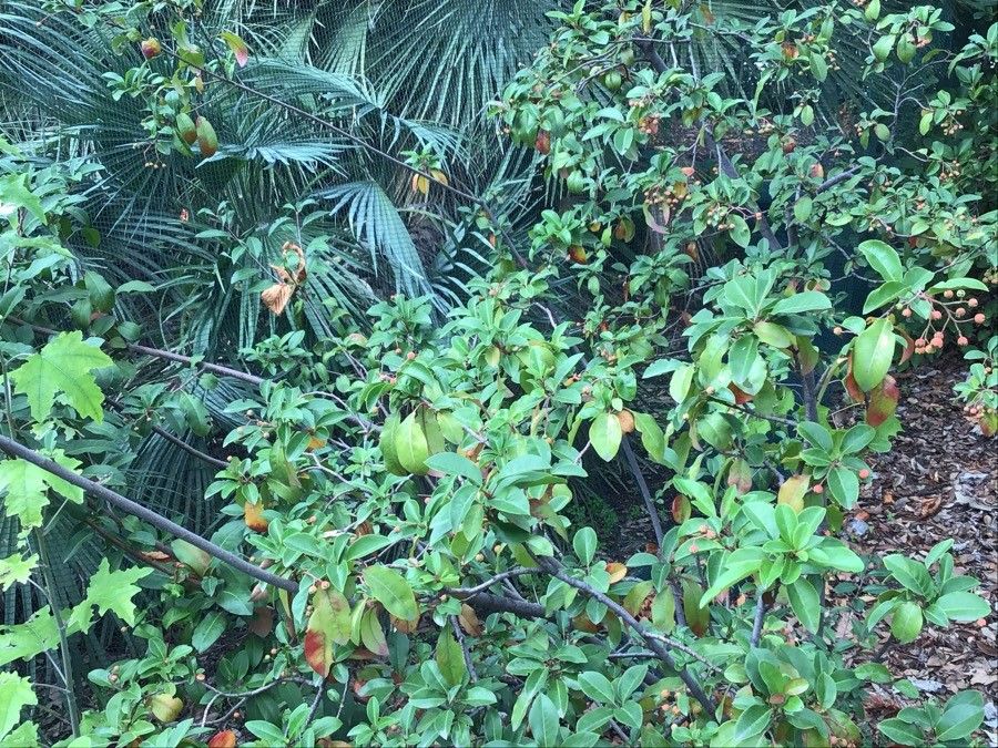 Photinia davidiana — search result for 'Photinia'