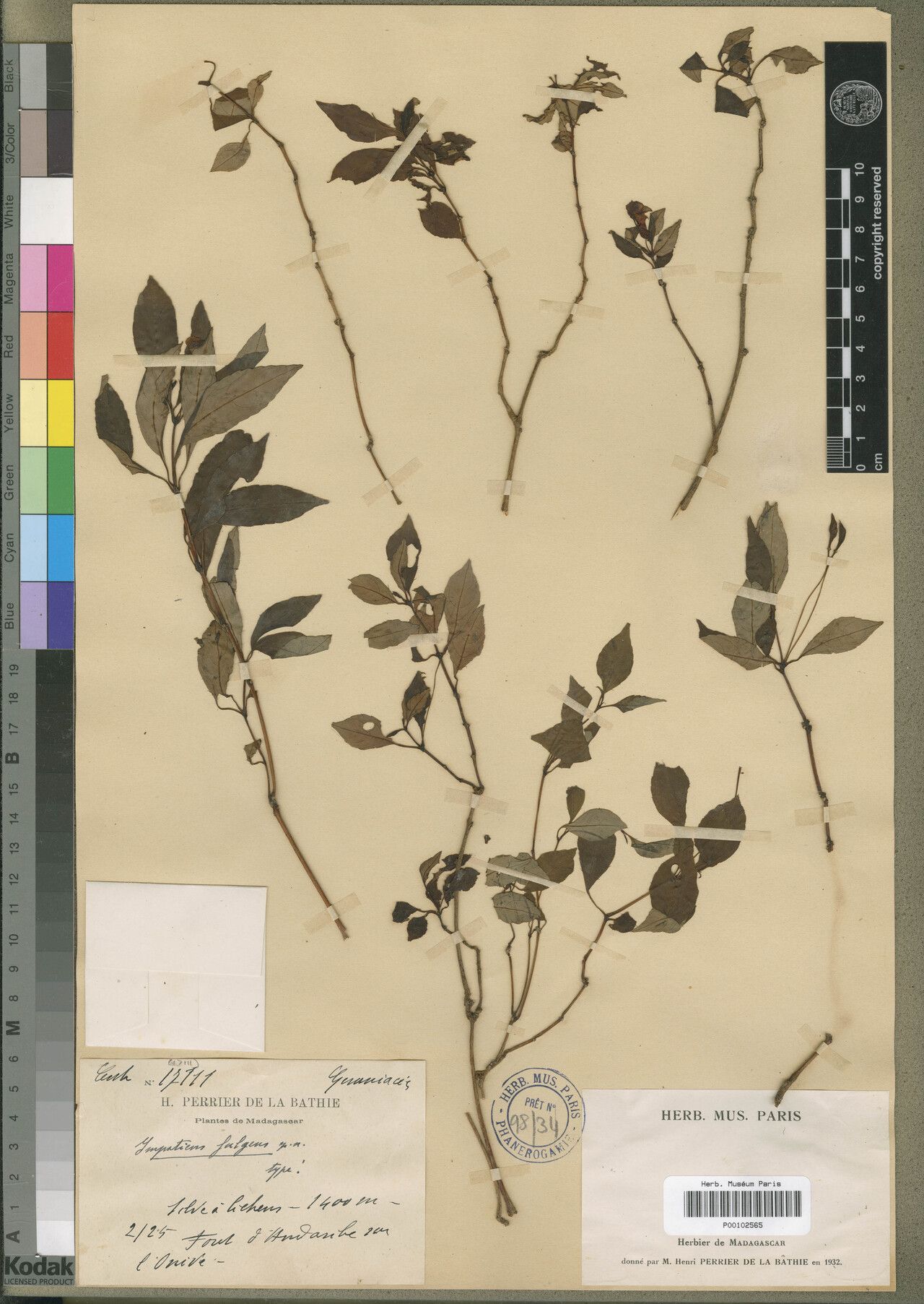 Impatiens fulgens — houseplant care guide