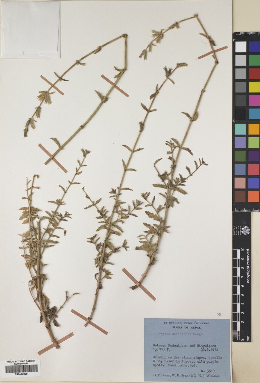 Nepeta staintonii other