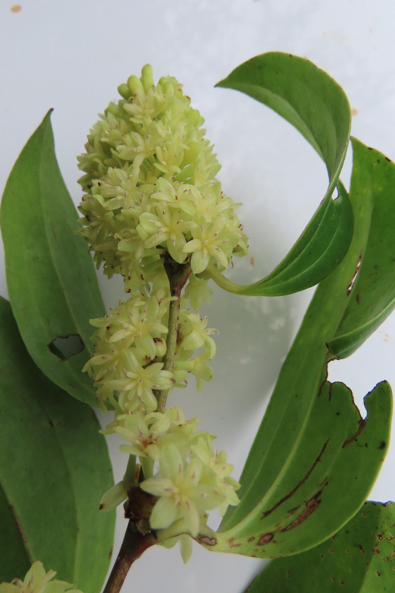 Smilax domingensis flower