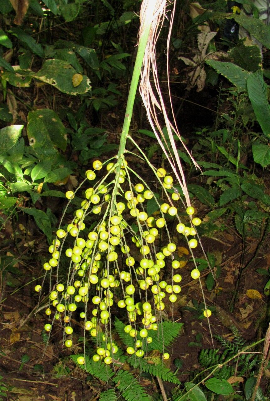 Synechanthus warscewiczianus flower