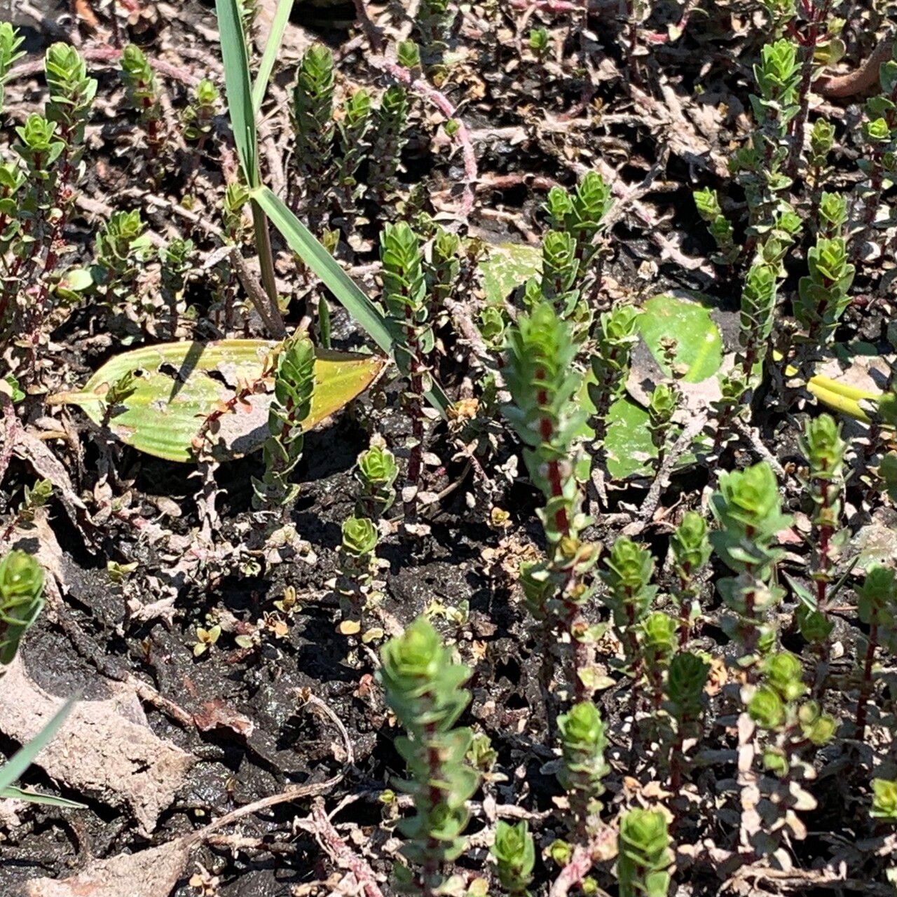 Rotala filiformis habit
