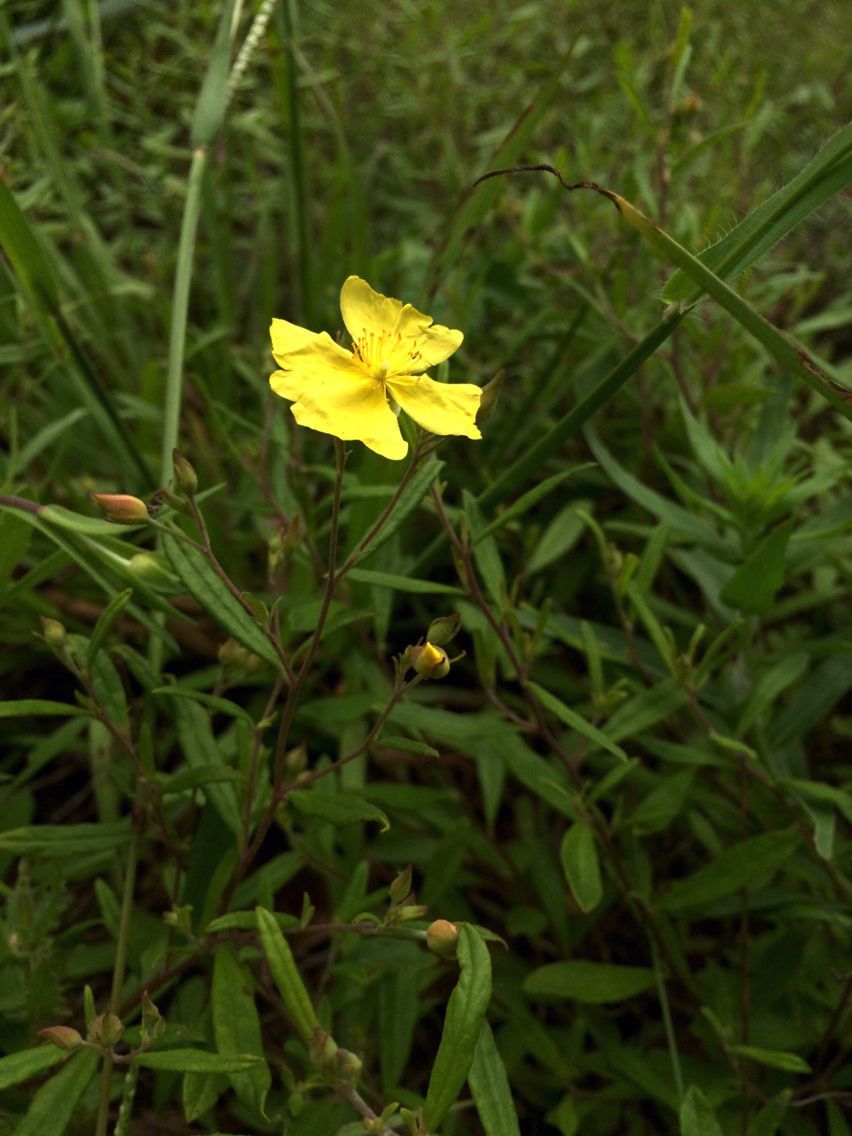 Helianthemum georgianum habit