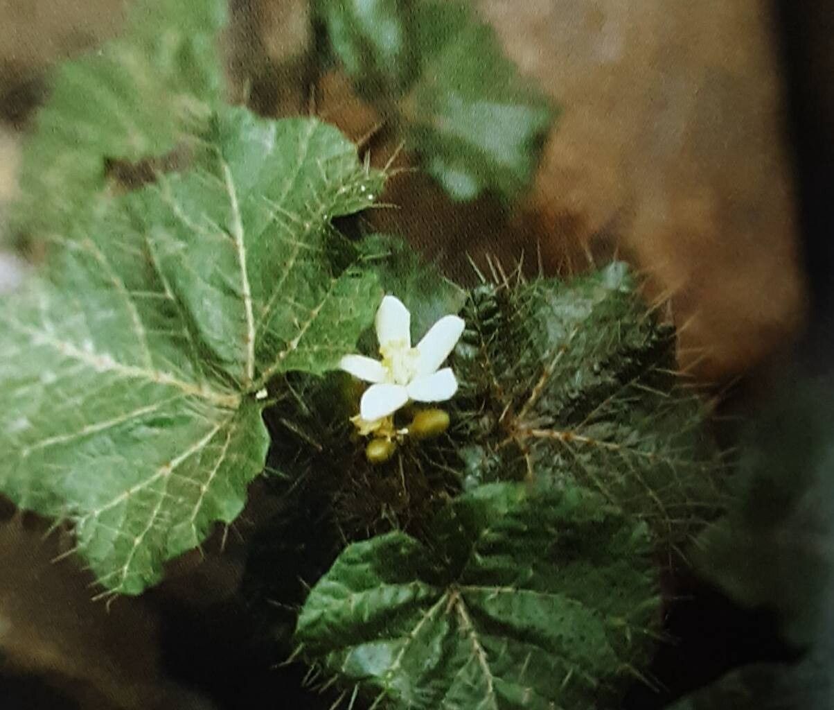 Cnidoscolus basiacanthus — related species from the same genus