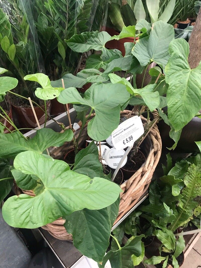 Anthurium balaoanum leaf
