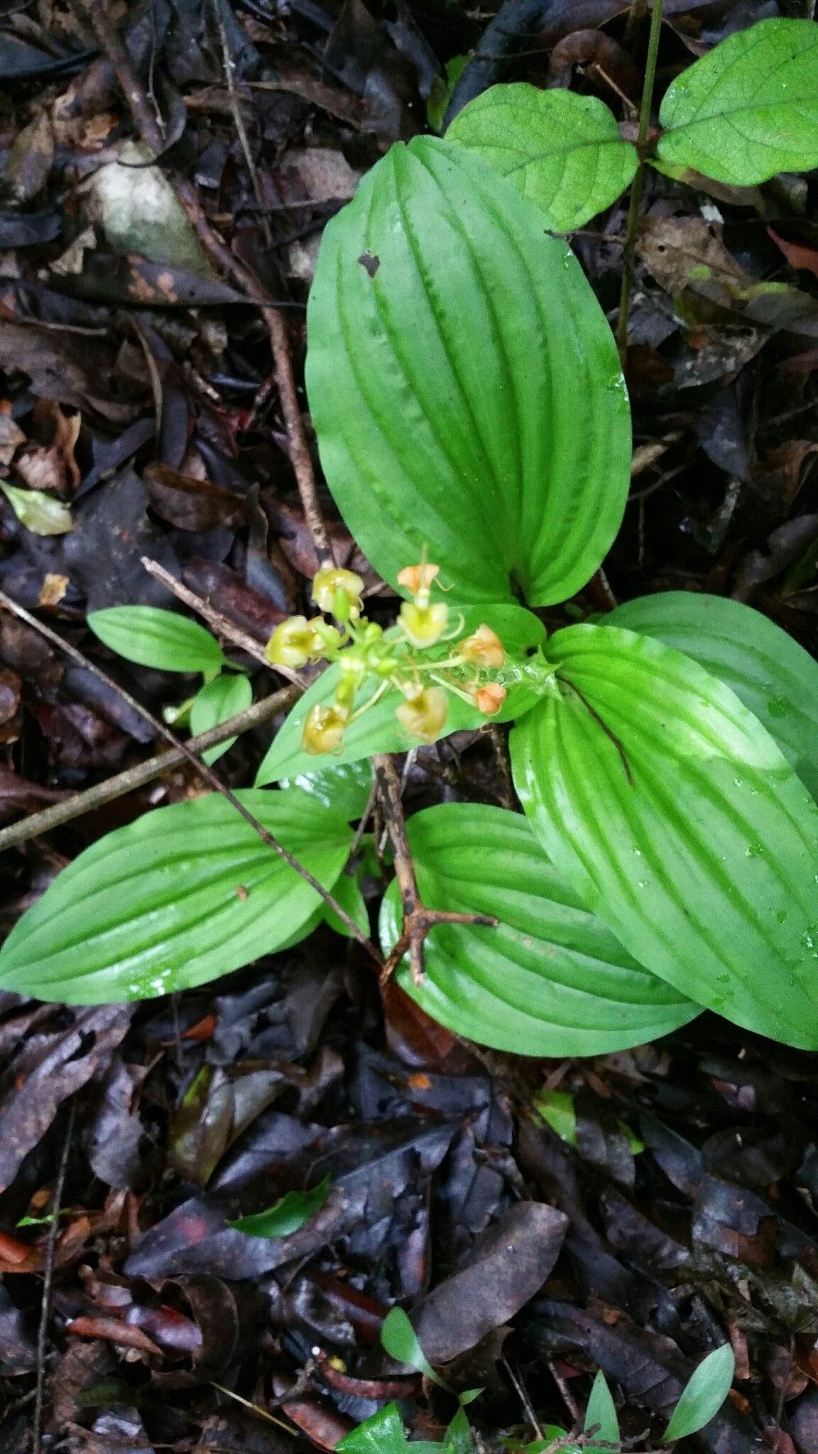 Liparis ochracea — houseplant care guide