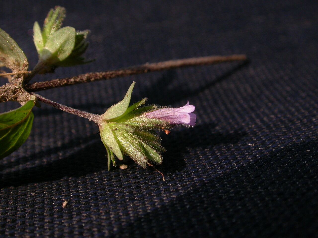 Staurogyne humilis habit