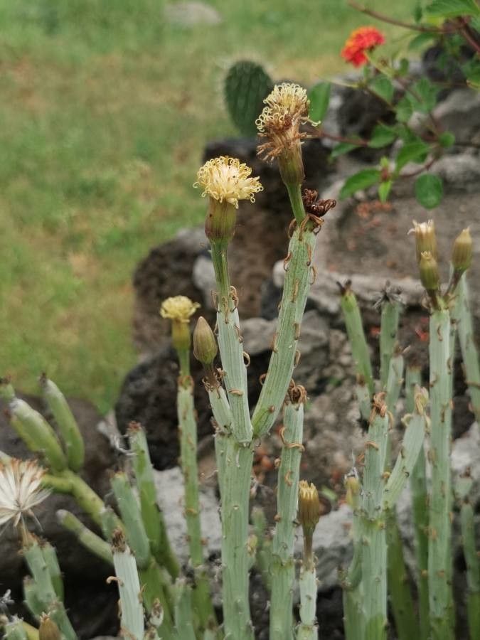 Kleinia anteuphorbium flower