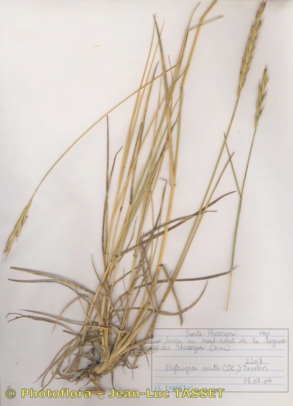 Thinopyrum × duvalii habit