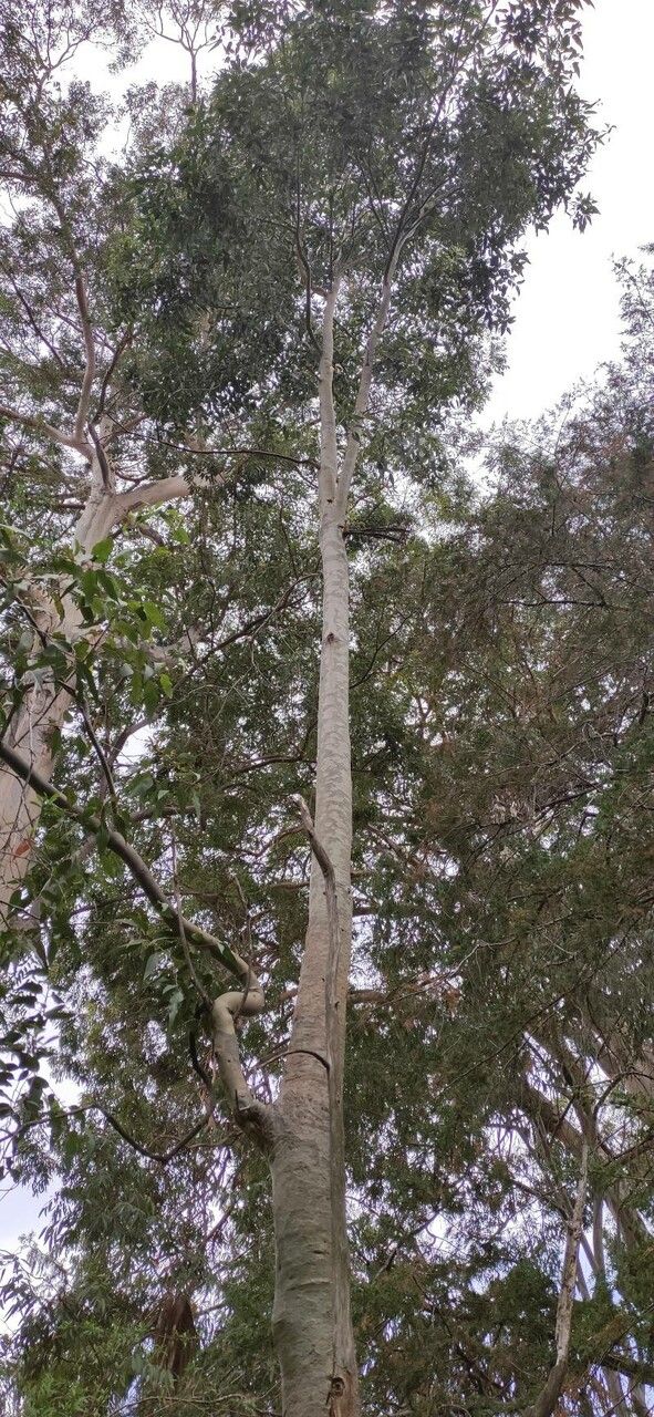 Corymbia maculata habit