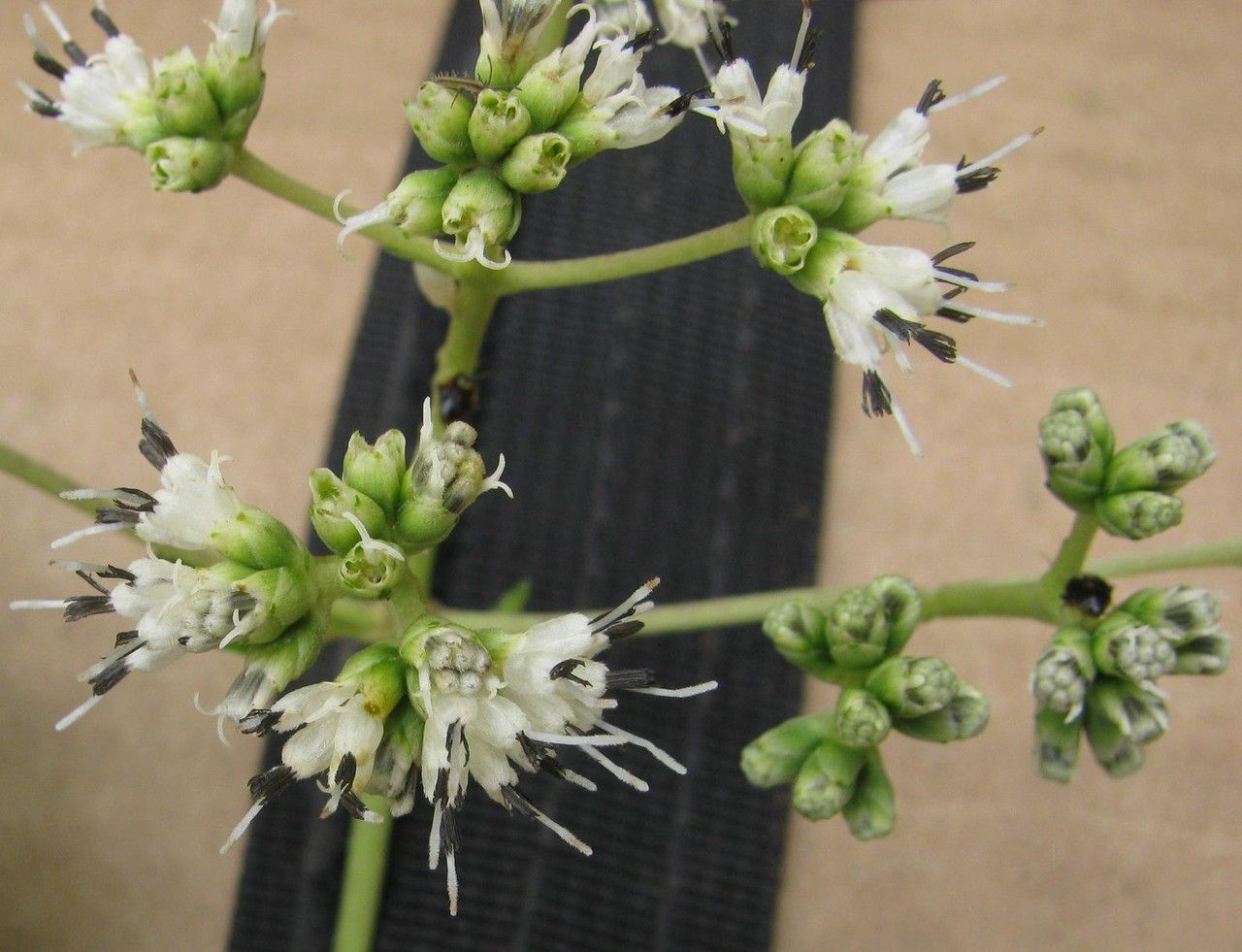 Clibadium glomeratum other