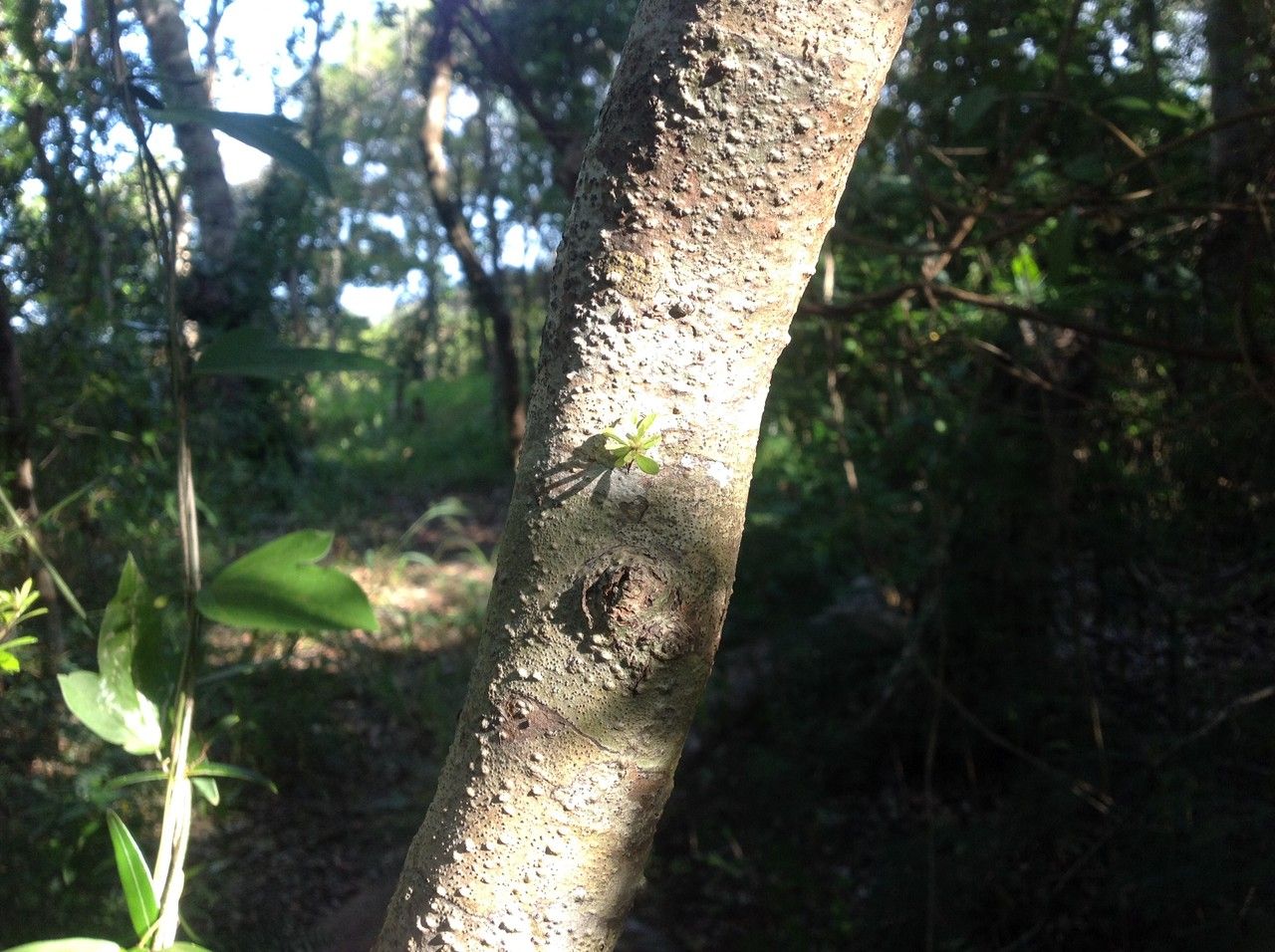 Pittosporum pancheri — search result for 'Pittosporum'