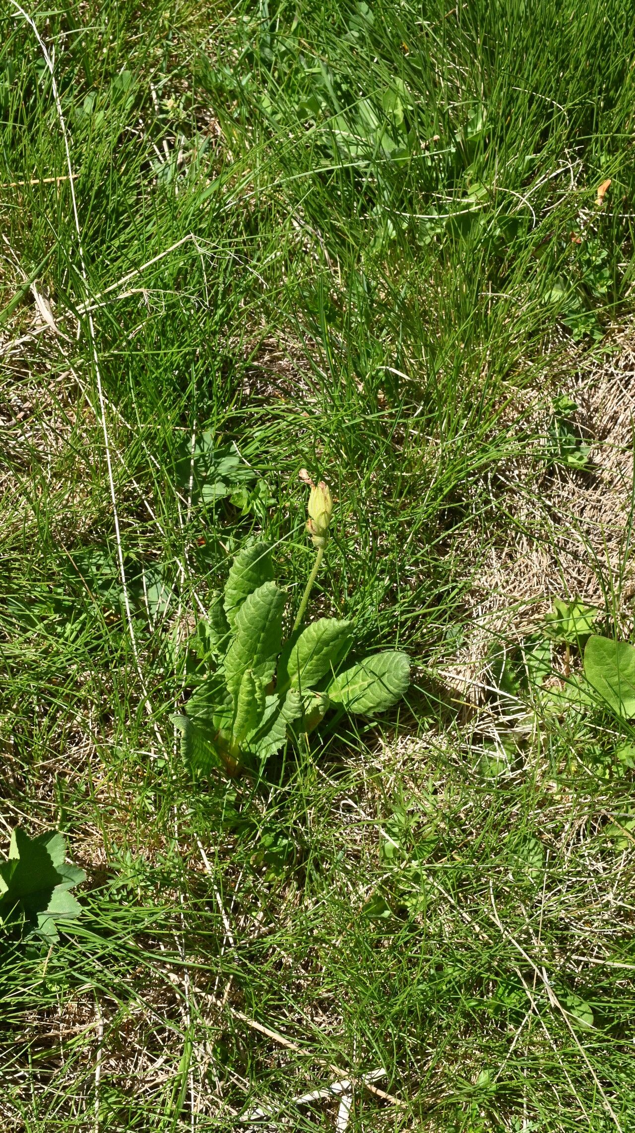 Primula intricata — houseplant care guide