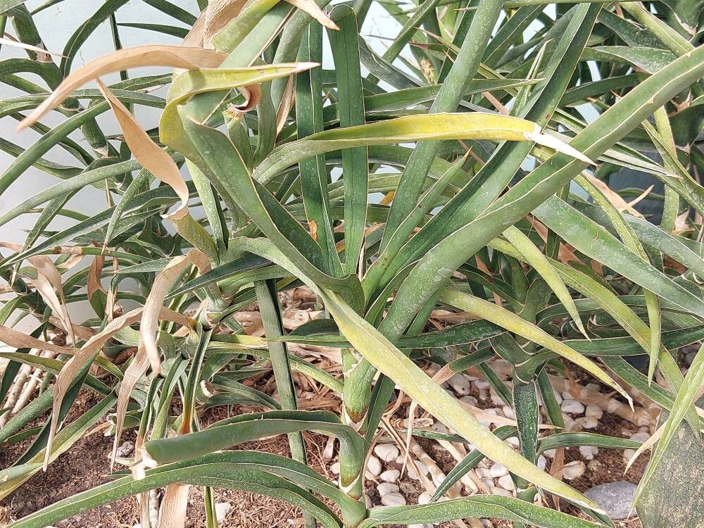 Sansevieria arborescens leaf