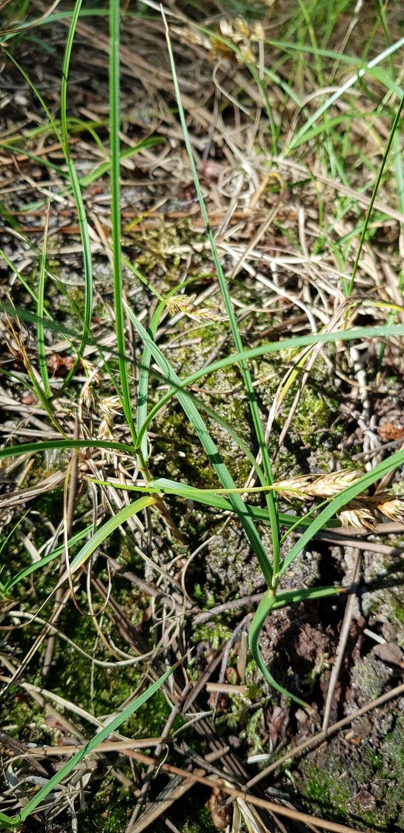 Carex arenaria leaf