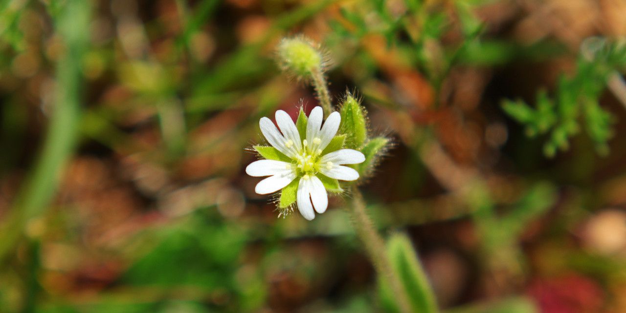 Cerastium comatum — search result for 'Cerastium'