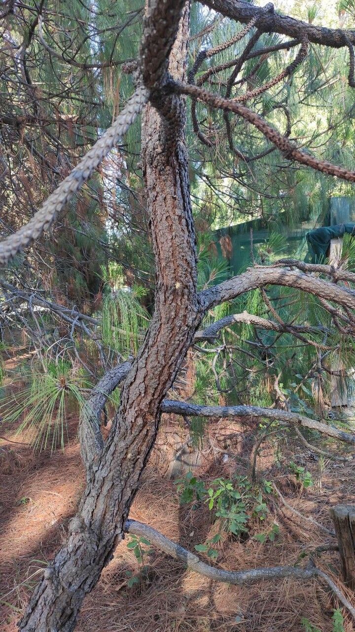 Pinus montezumae bark