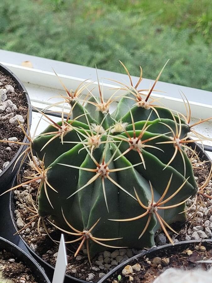 Ferocactus histrix bark