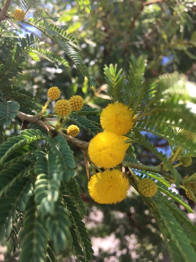 Vachellia farnesiana flower