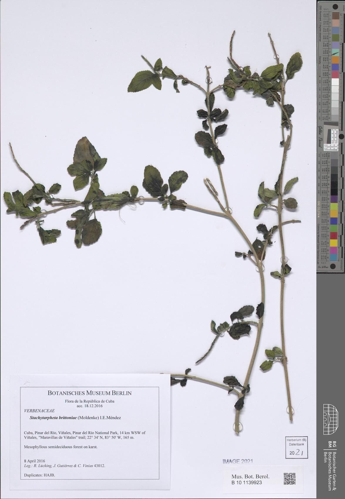 Stachytarpheta marginata — houseplant care guide