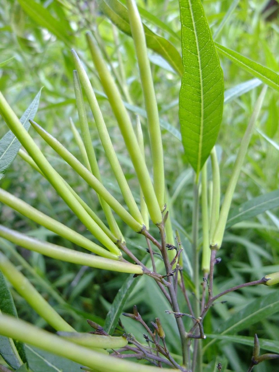 Amsonia tabernaemontana bark