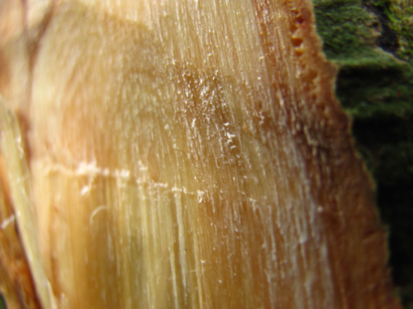 Drypetes aylmeri bark