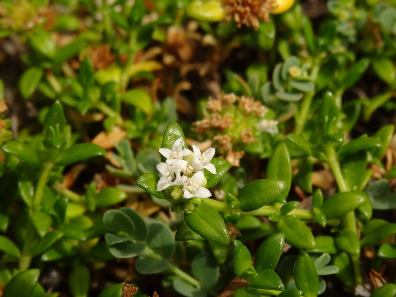 Spermacoce dussii — search result for 'Spermacoce'