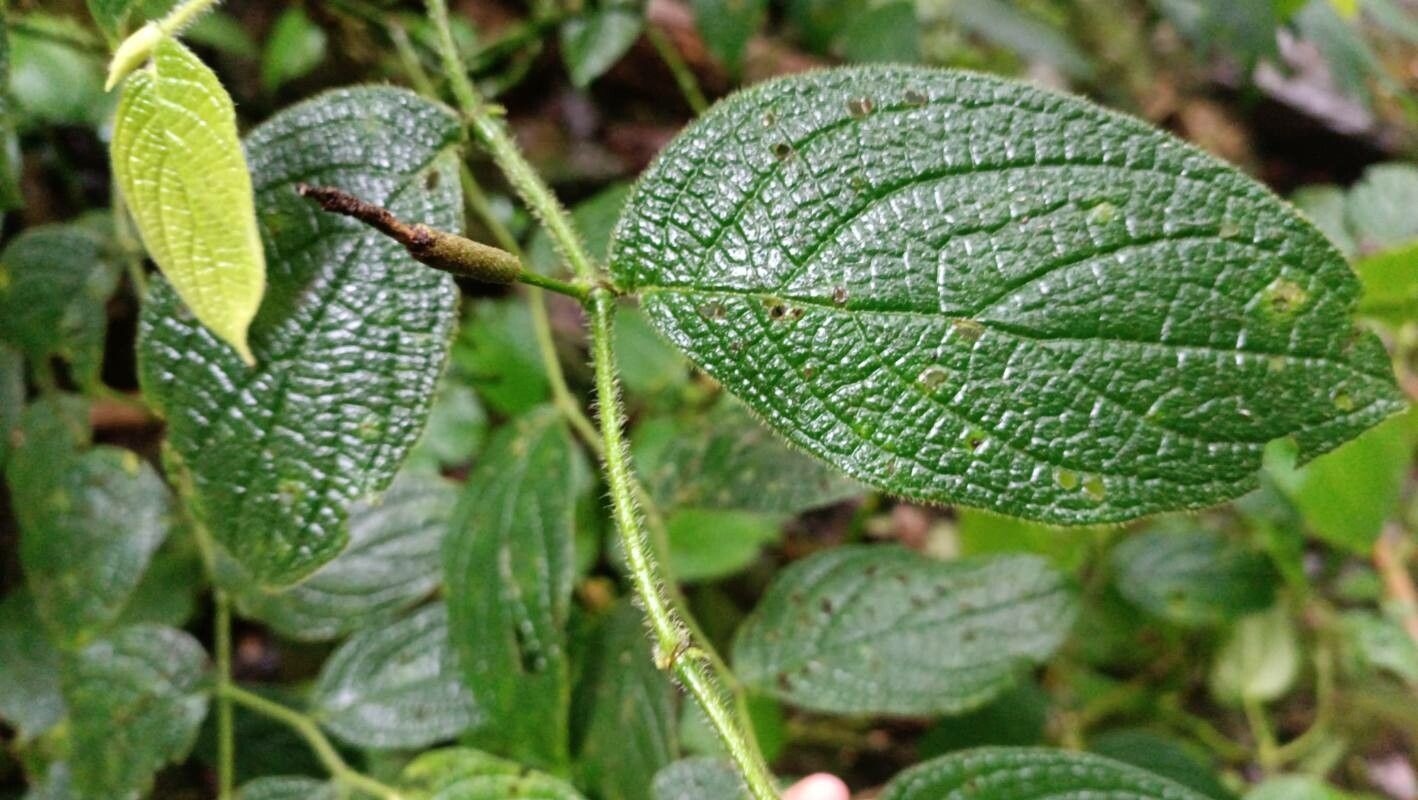 Piper garagaranum leaf
