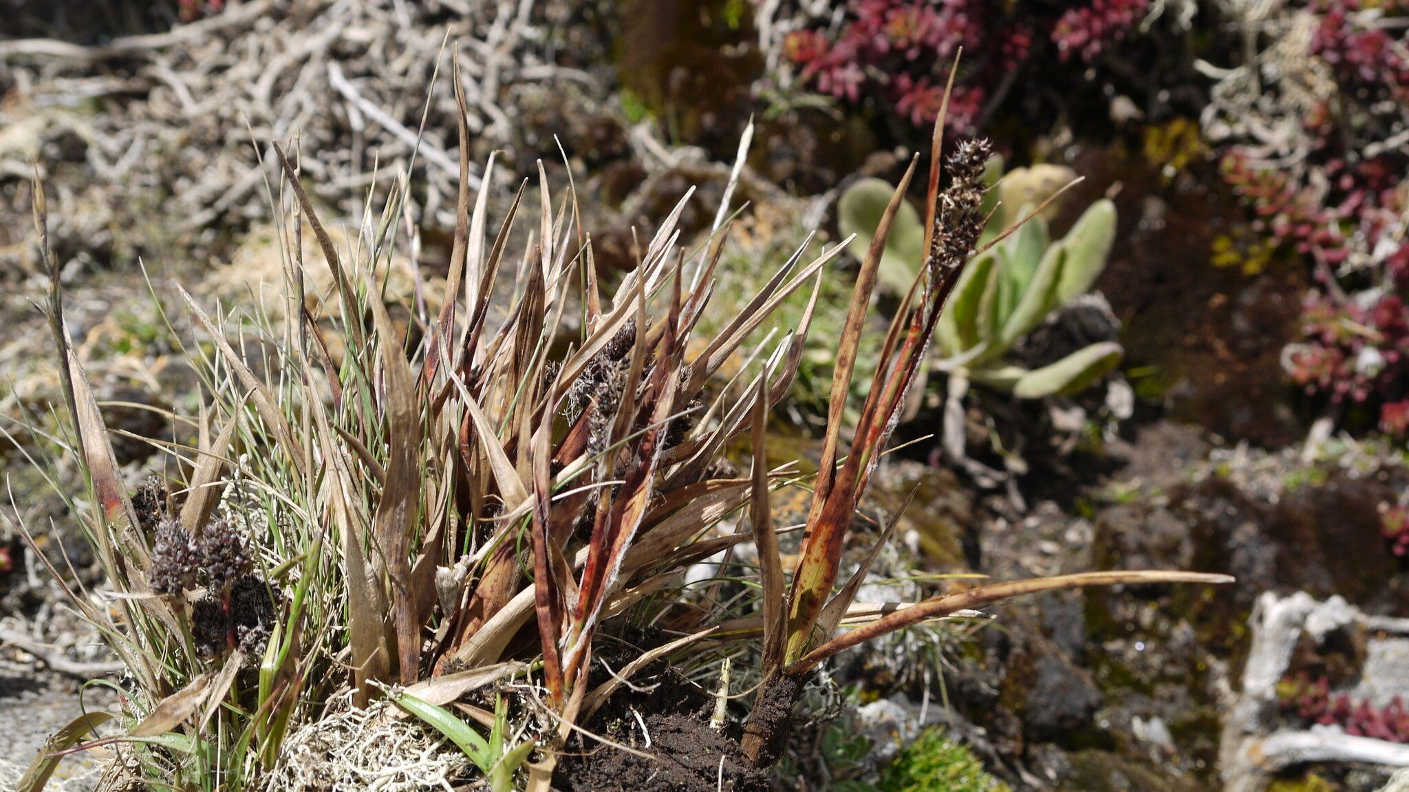 Luzula abyssinica — related species from the same genus