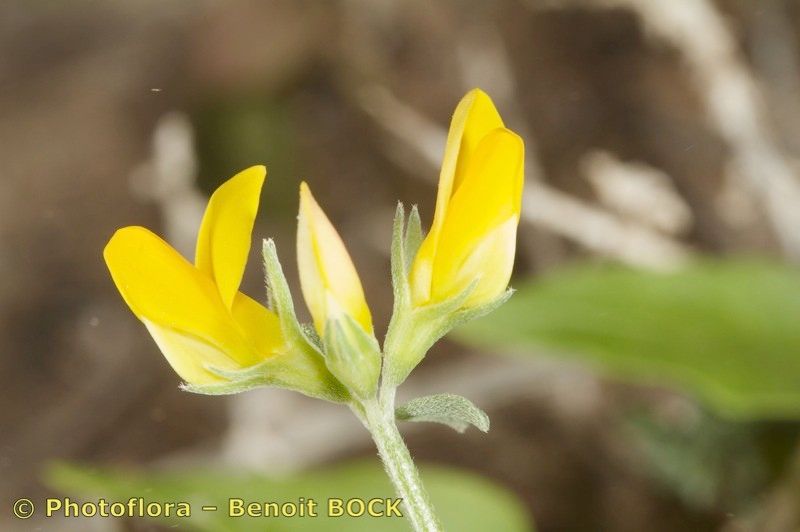 Lotus arinagensis flower