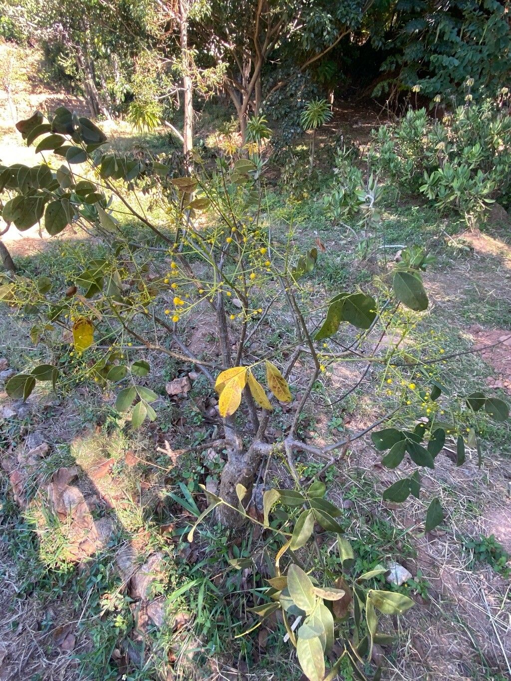 Delonix brachycarpa other