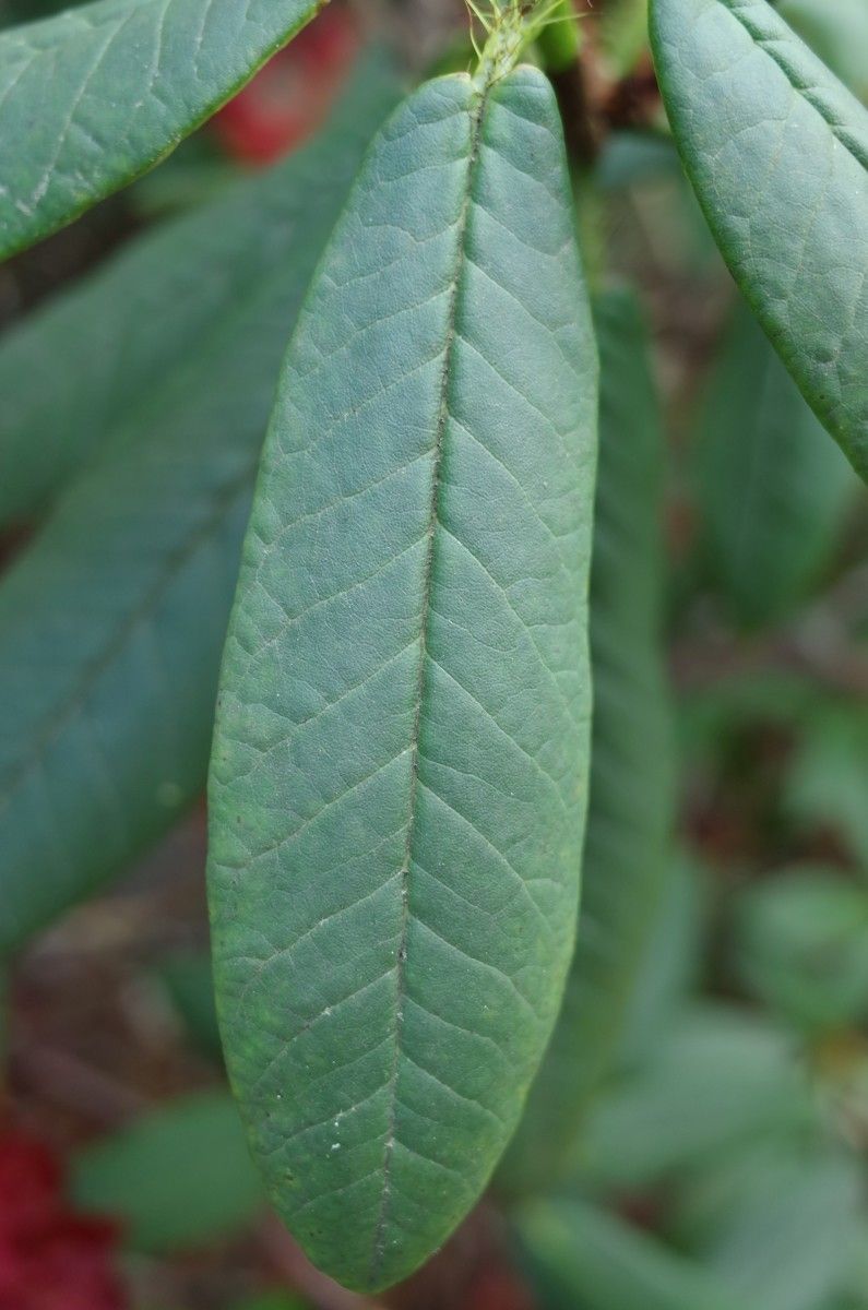Rhododendron barbatum leaf