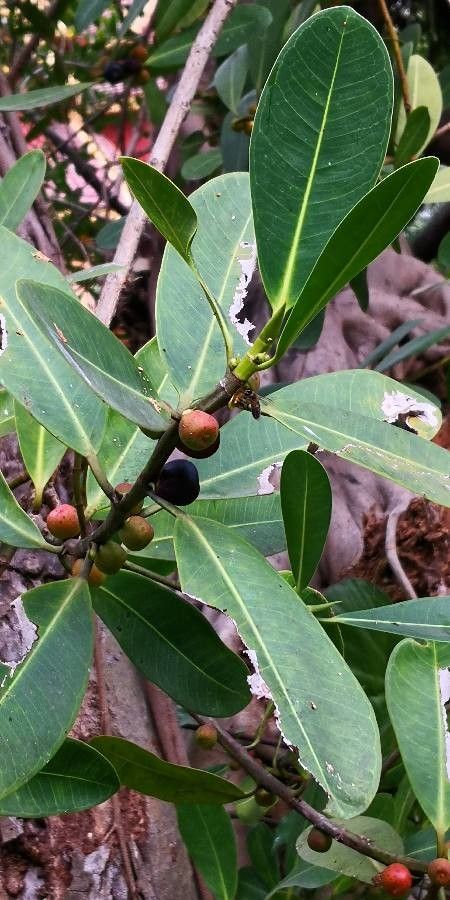Ficus concinna fruit