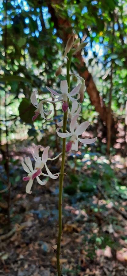 Dendrobium macranthum — search result for 'Vanuatu'