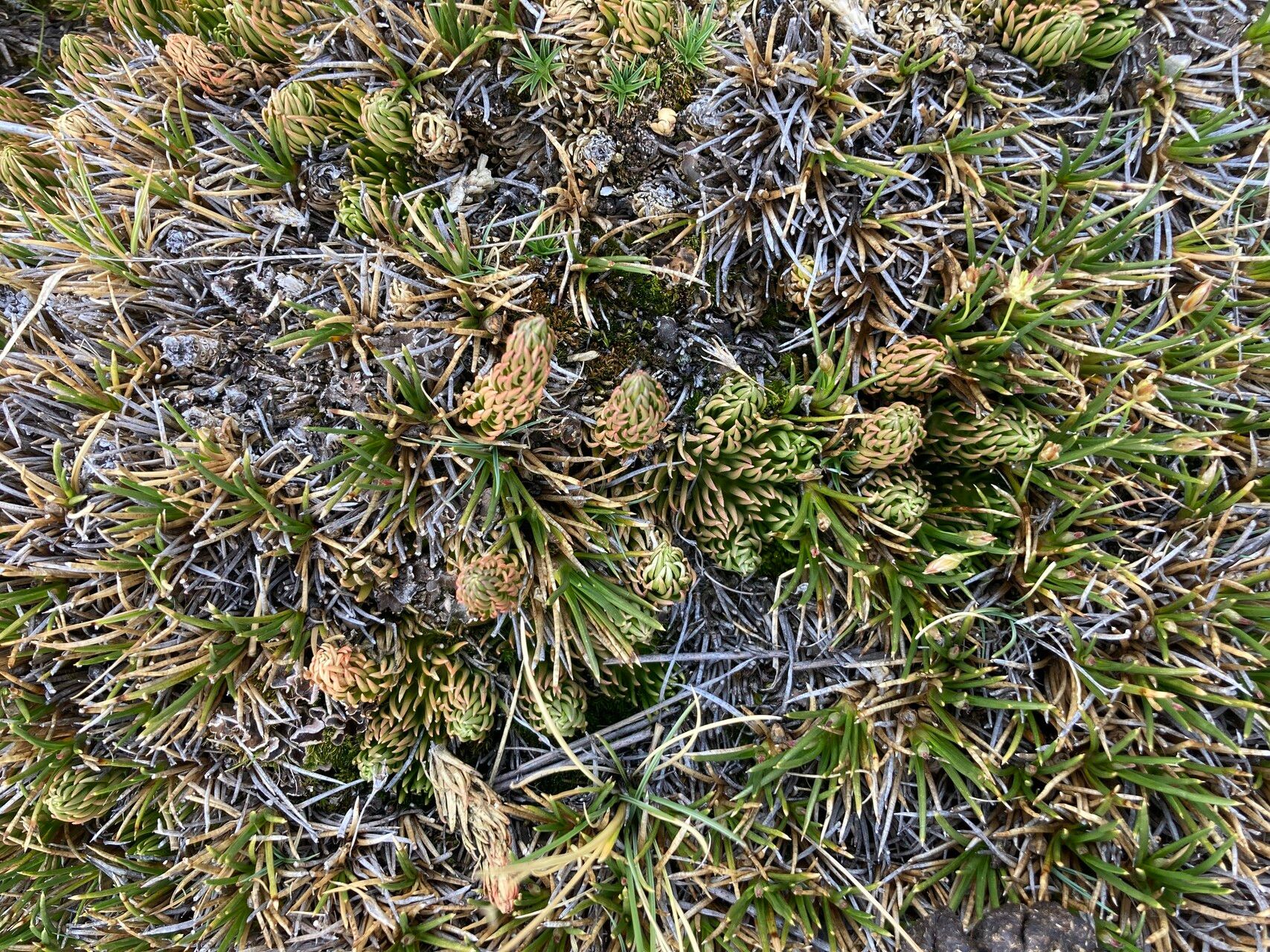 Huperzia andina habit