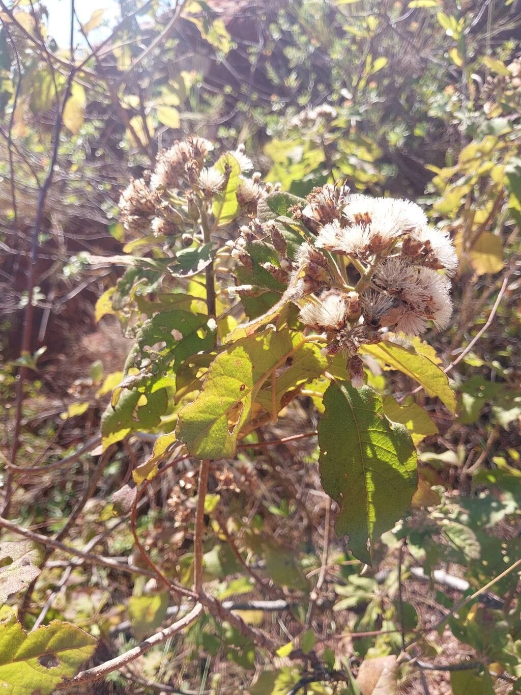 Vernonia platylepis other