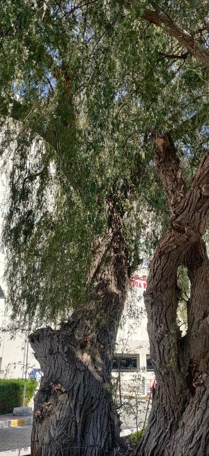 Prosopis cineraria habit