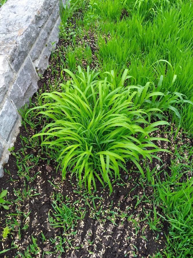 Sorghum × drummondii — houseplant care guide