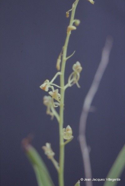 Liparis phalacrocorax flower