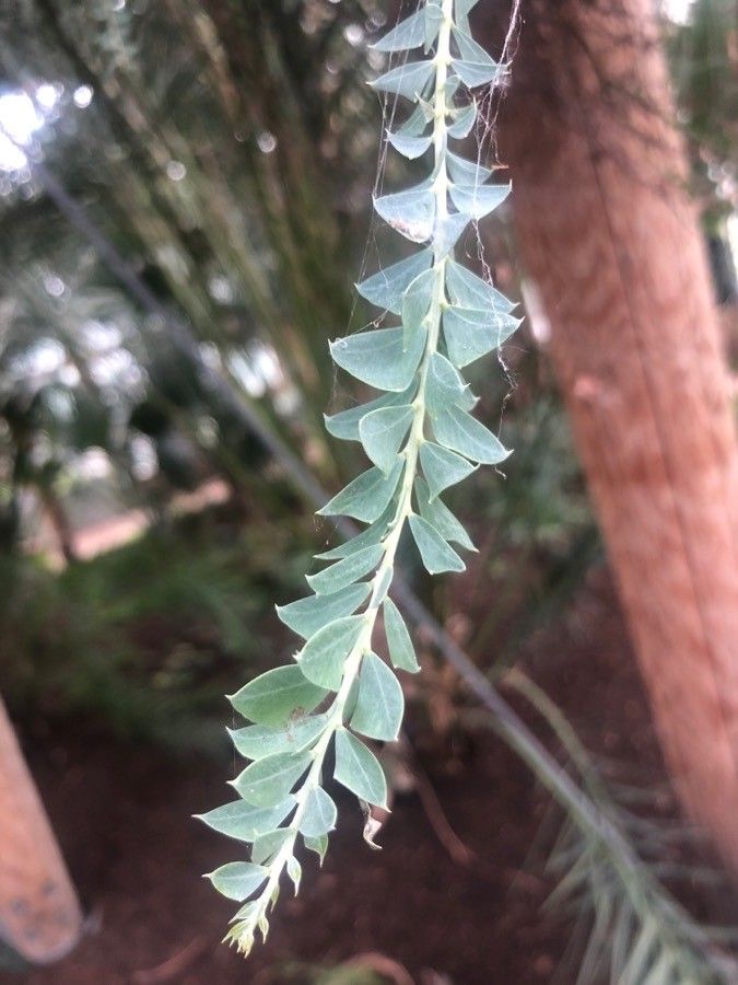 Acacia cultriformis — search result for 'Acacia'