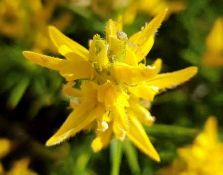 Genista hirsuta flower