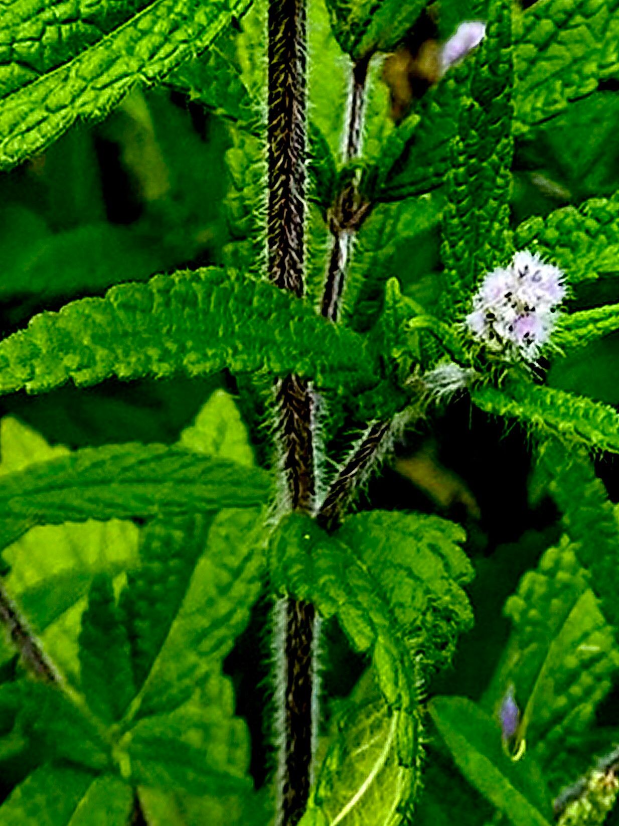 Elsholtzia densa — related species from the same genus