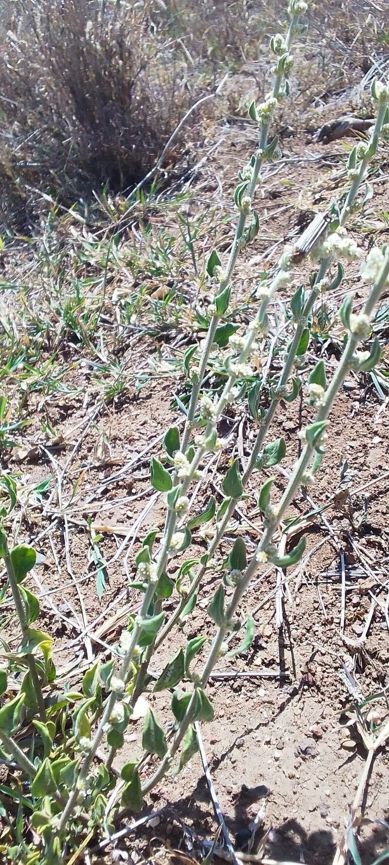 Ouret lanata — houseplant care guide