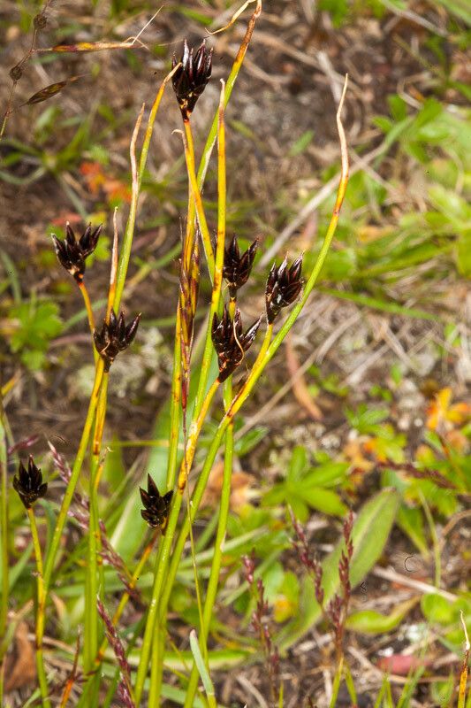 Juncus jacquinii fruit