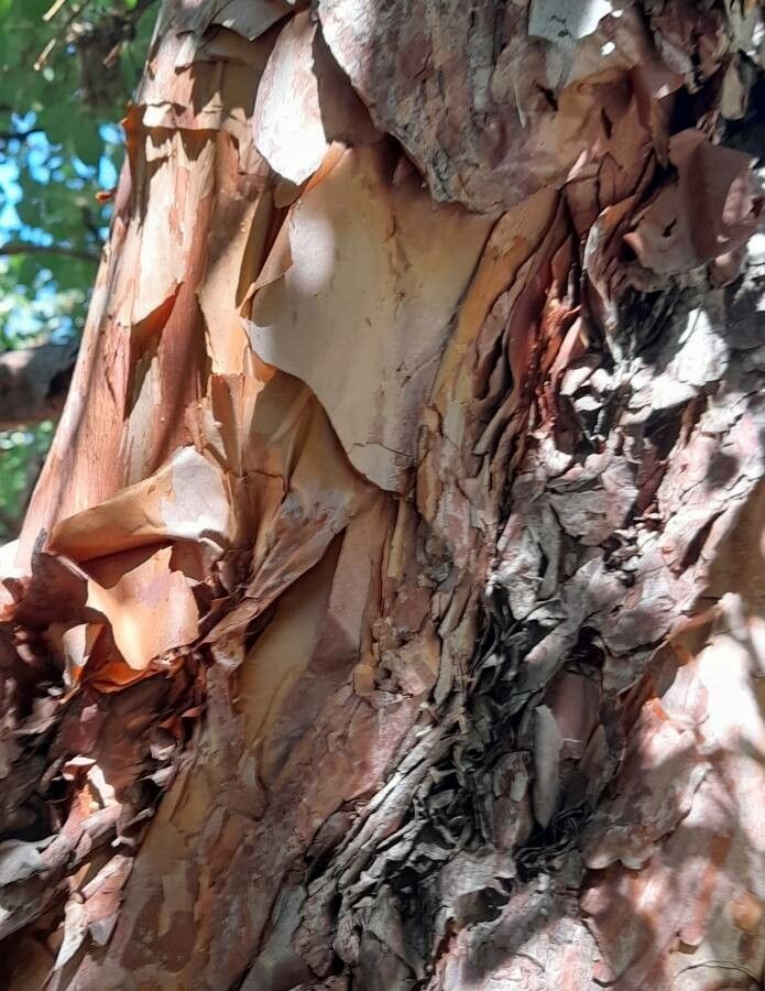 Polylepis australis bark